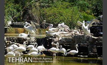 باغ پرندگان 25
