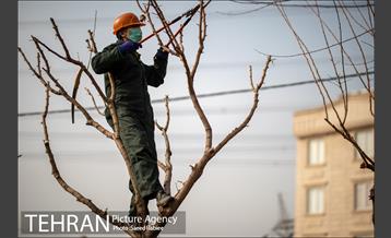 آغاز فصل هرس درختان 15