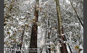 بارش اولین برف پاییزی در تهران 18