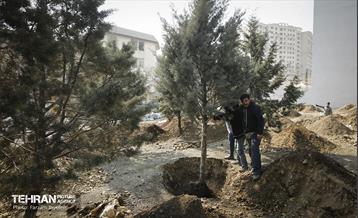 جابجایی اصولی 106 اصله درخت در منطقه 5 شهرداری 18