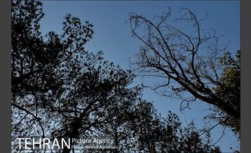 پارک جنگلی چیتگر 16