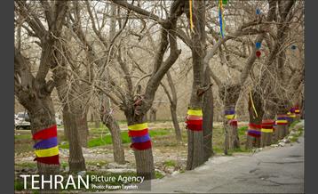 آرایش درختان کهنسال توت در محله کن 14