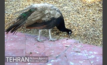 باغ راز هستی 40