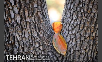 پاییز باغ ایرانی 13