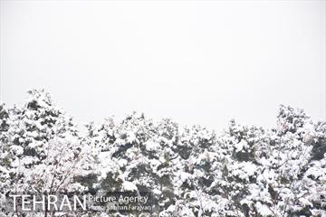 روز برفی تهران در بوستان ملت 23