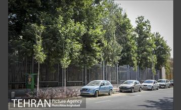 پارک خودرو‌ بین درختان چنار 4