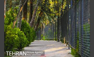 طبیعت پاییزی بوستان فدک 25