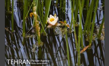 باغ گیاه شناسی ملی ایران  23