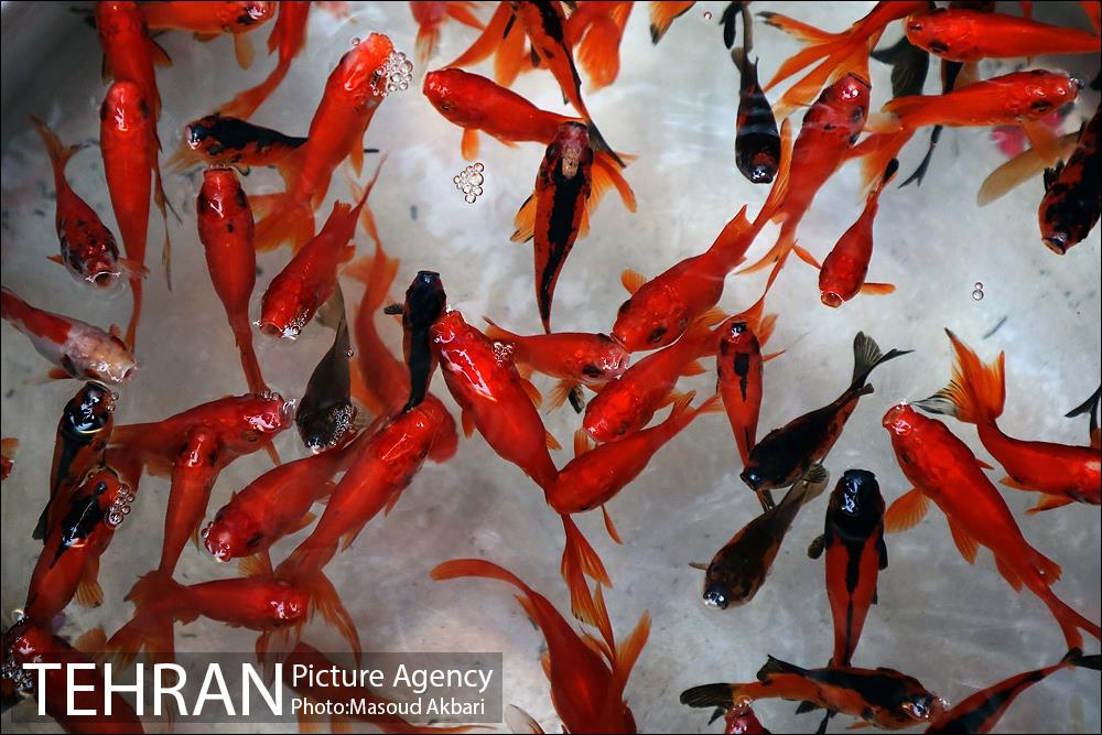 خرید شب عید در محله امام زاده حسن(ع) 1