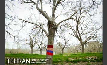 آرایش درختان کهنسال توت در محله کن 3