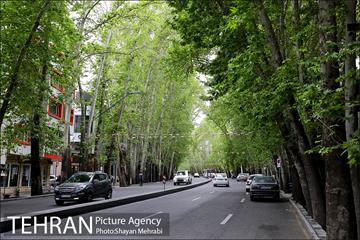 ولیعصر(عج)؛ خیابانی به درازای خاورمیانه 14