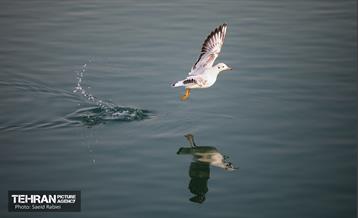 پرندگان مهاجر دریاچه چیتگر 33