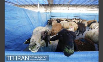 بازدید سعید راد از مراکز عرضه دام  34