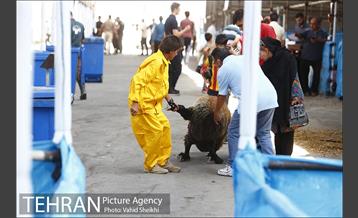 بازدید سعید راد از مراکز عرضه دام  19