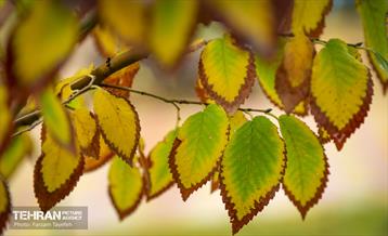 گذرگاه های پاییزی پایتخت - منطقه 5