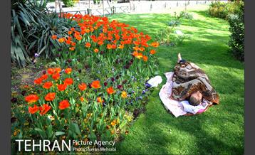 رویش گل های لاله در بوستان ملت 9