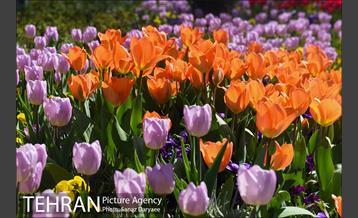 رویش لاله ها در پارک شهر 25