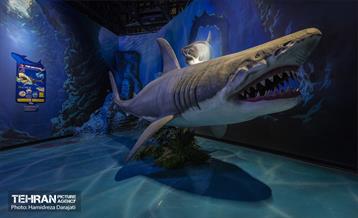 اقیانوس پارک  35