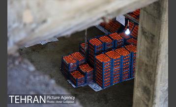 نخستین جشنواره خرمالو در روستای کشار سفلی 1