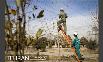 آغاز فصل هرس درختان- 3