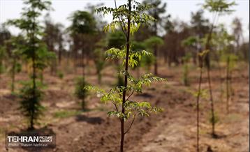 بازدید اصحاب رسانه از روند انجام عملیات احیای چیتگر 4