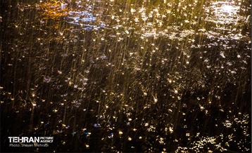 بارش باران زمستانی در تهران 11