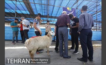 بازدید سعید راد از مراکز عرضه دام  31