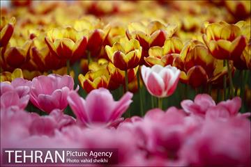 پیاده راه لاله برای مادران 6