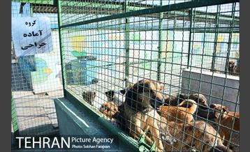 مرکز نگهداری سگ های بدون صاحب  2