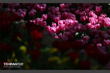 باغ ایرانی میزبان لاله‌ها 15
