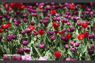 باغ ایرانی میزبان لاله‌ها 17