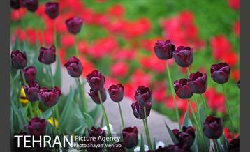 باغ ایرانی (بوستان مهندس مختاری) 14