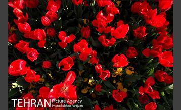 رویش گل های لاله در بوستان گفتگو 9