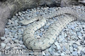 موزه طبیعت و حیات وحش دارآباد تهران 18