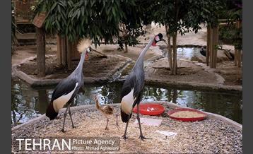 جشن تولد جوجه درنای تاج خاکستری آفریقایی 7