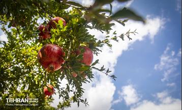 یـاقوت سرخ  5