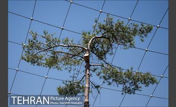 آخرین روزهای ساخت فاز2 باغ پرندگان 19