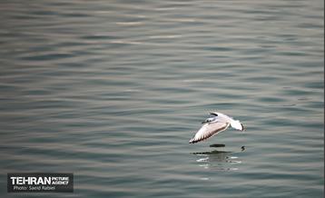 پرندگان مهاجر دریاچه چیتگر 7