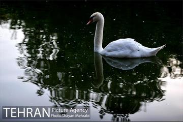 باغ پرندگان تهران 45