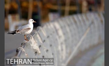 دریاچه شهدای خلیج فارس 37