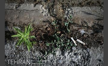 فیلتر سیگار زباله است 14