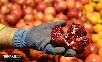 بازدید مدیرعامل سازمان تره‌وبار از میادین میوه 13