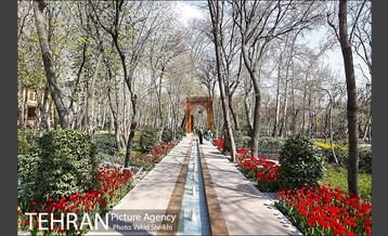 رویش گل های لاله در باغ ایرانی 22