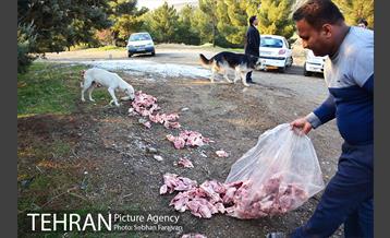 رهاسازی 150 قلاده سگ بدون صاحب  24