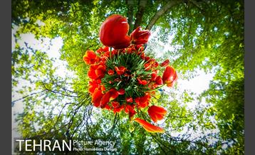 لاله های باغ ایرانی 28