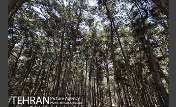 بوستان جنگلی سرخه حصار 13