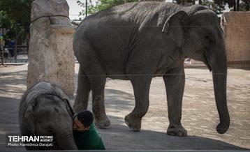 «مایسا» یکساله شد 14