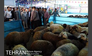 بازدید رییس شورای اسلامی شهر تهران و مدیر عامل سازمان میادین شهرداری تهران از مراکز عرضه بهداشتی دام 18