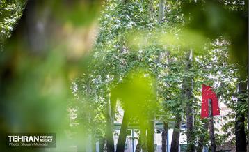 جان دوباره در درختستان 9