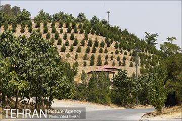 بوستان جنگلی یاس فاطمی 15
